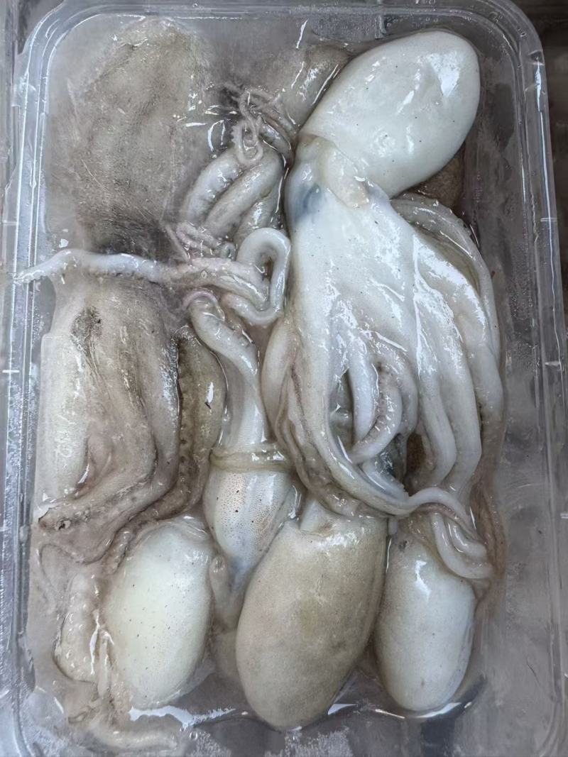 北部湾新鲜船冻八爪鱼，***，口感自然鲜香。