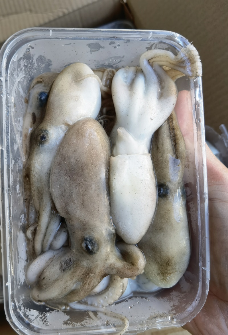 北部湾新鲜船冻八爪鱼，***，口感自然鲜香。