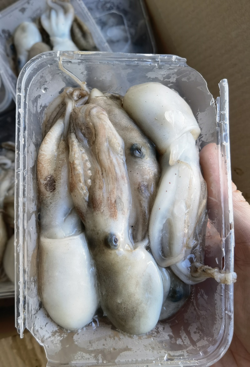 北部湾新鲜船冻八爪鱼，***，口感自然鲜香。