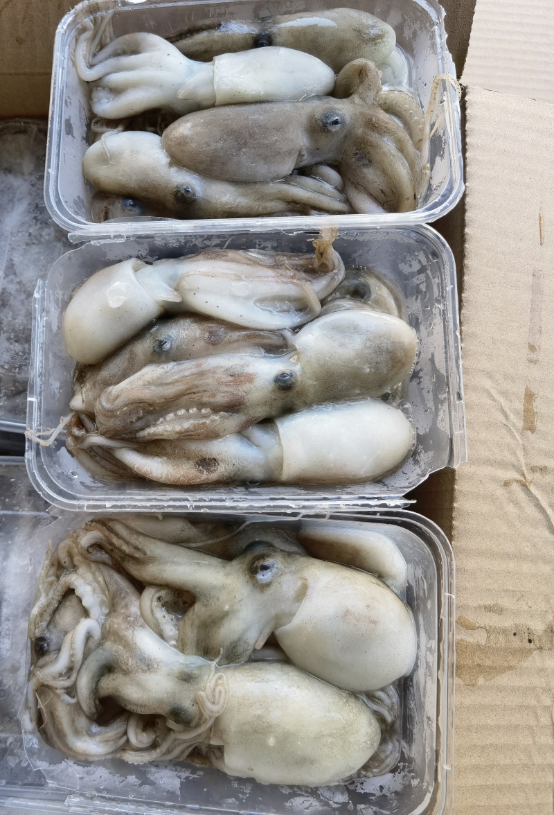 北部湾新鲜船冻八爪鱼，***，口感自然鲜香。
