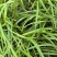 白芨苗种植基地，白芨两年苗，自产自销，决对一手货源，