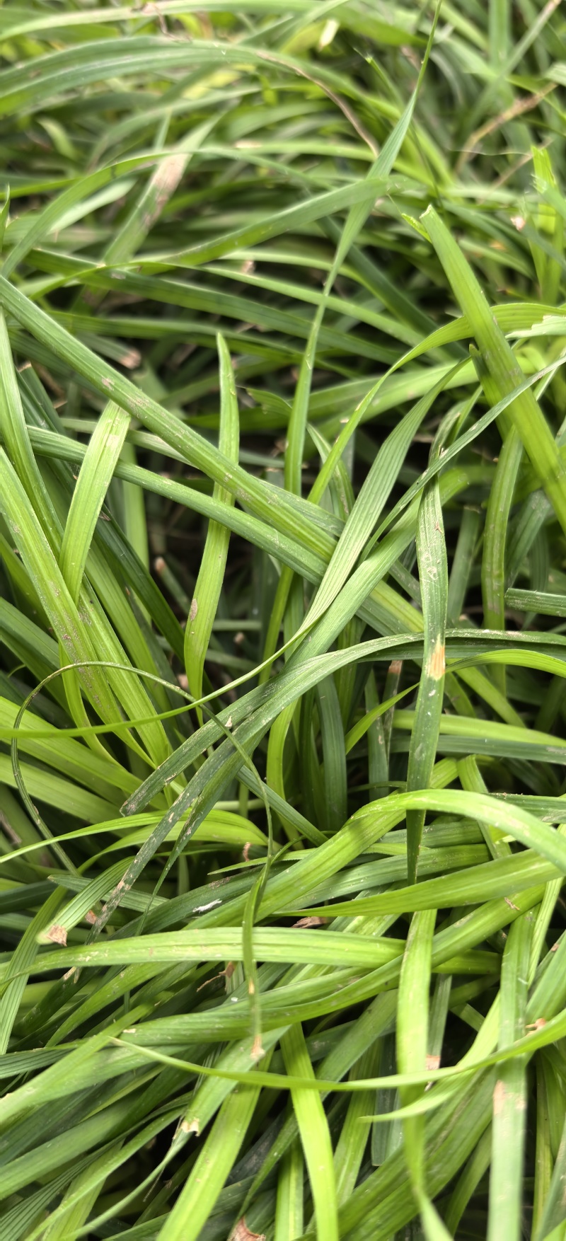 白芨苗种植基地，白芨两年苗，自产自销，决对一手货源，