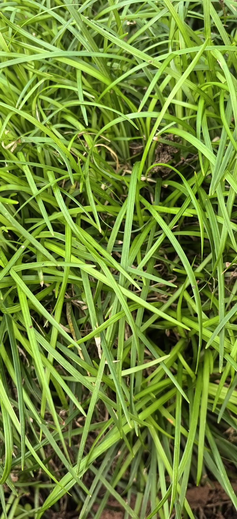 白芨苗种植基地，白芨两年苗，自产自销，决对一手货源，