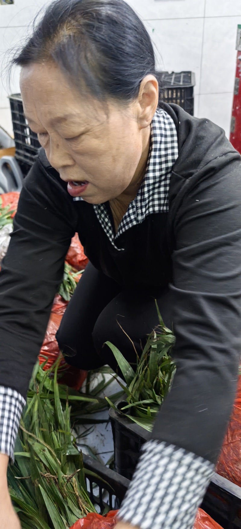 白芨苗种植基地，白芨两年苗，自产自销，决对一手货源，