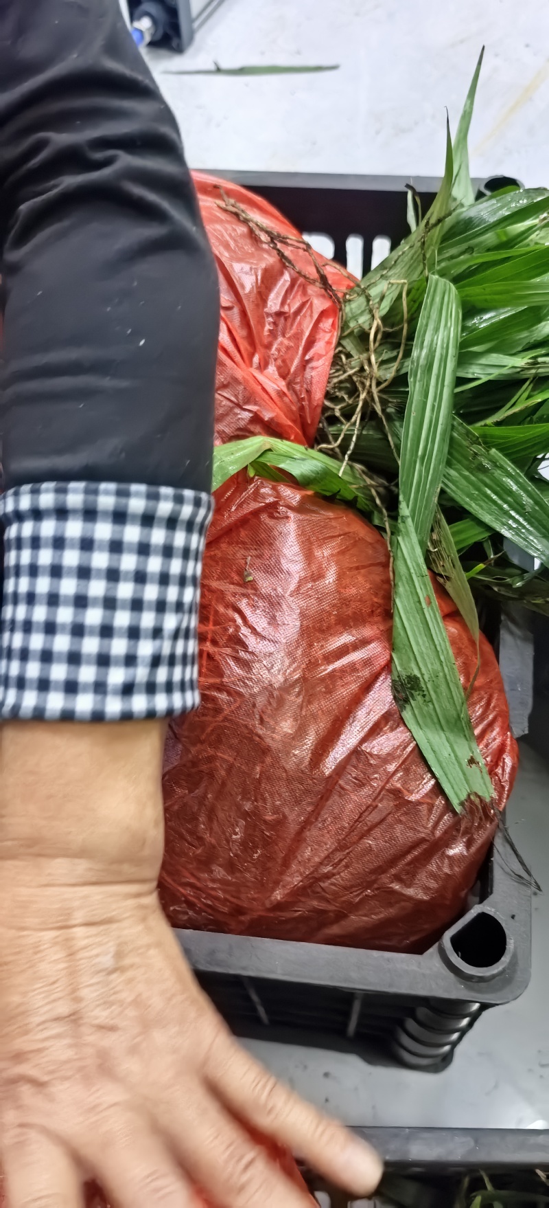 白芨苗种植基地，白芨两年苗，自产自销，决对一手货源，