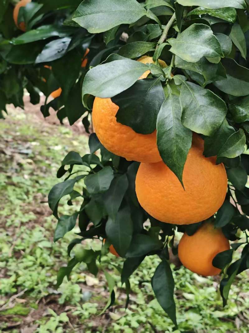 四川眉山爱媛果冻橙