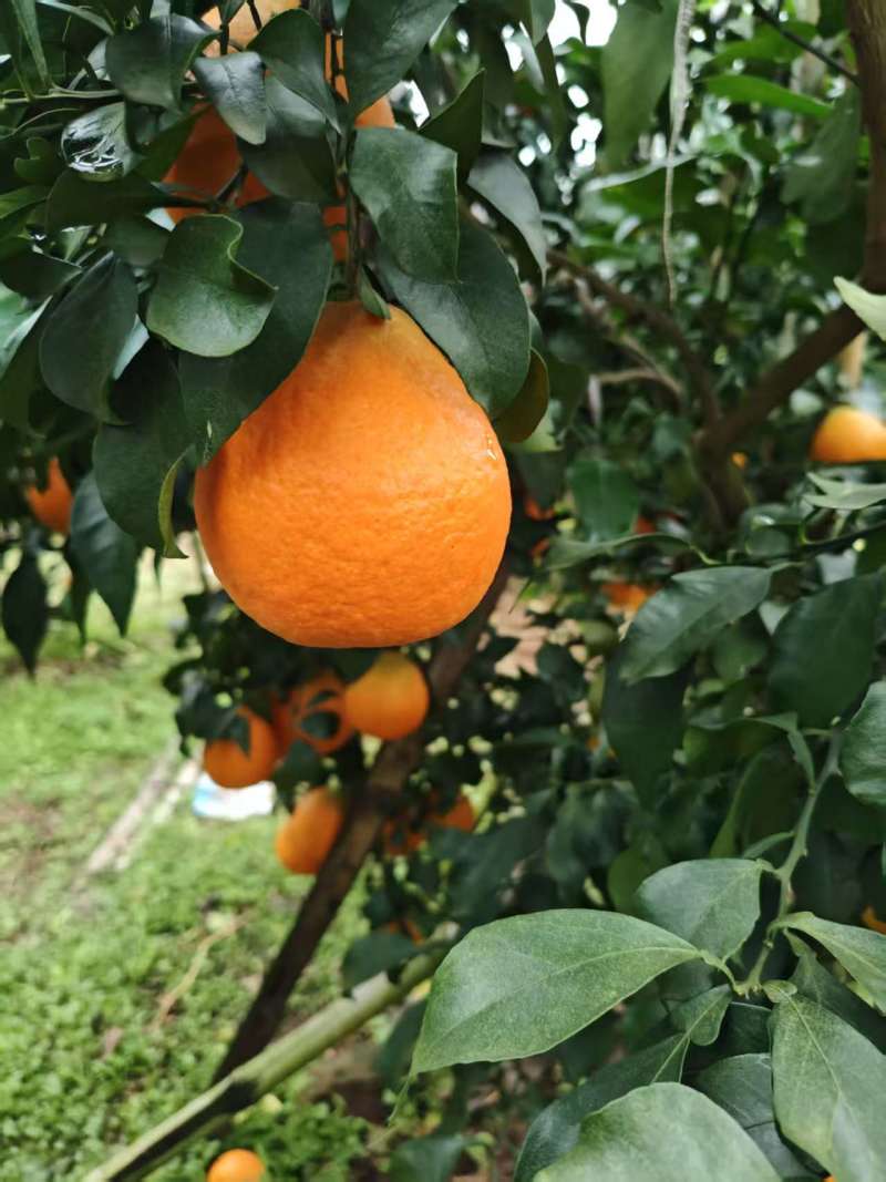 四川眉山爱媛果冻橙