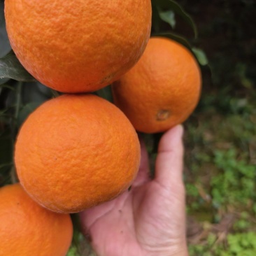 四川自贡荣县爱媛橙