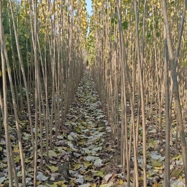 优质速生杨苗，生长快，成活率高，适合绿化造林**