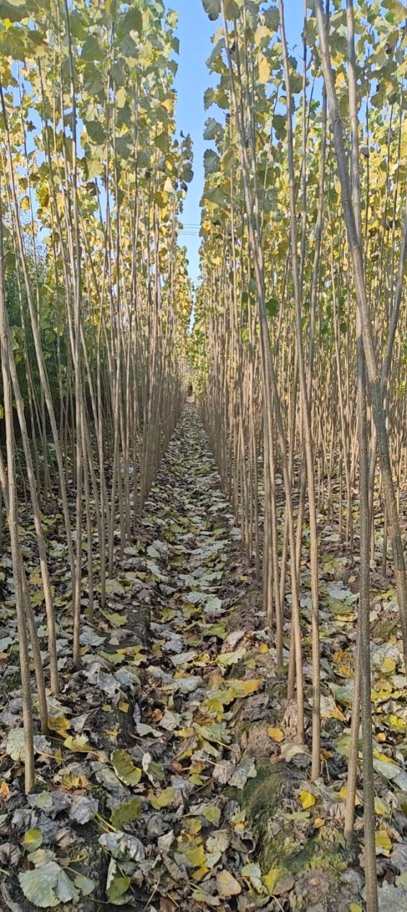 优质速生杨苗，生长快，成活率高，适合绿化造林**