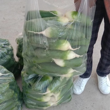 精品水洗青萝卜大量上市
