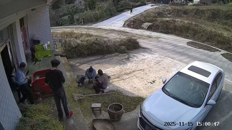 河南信阳野菊花