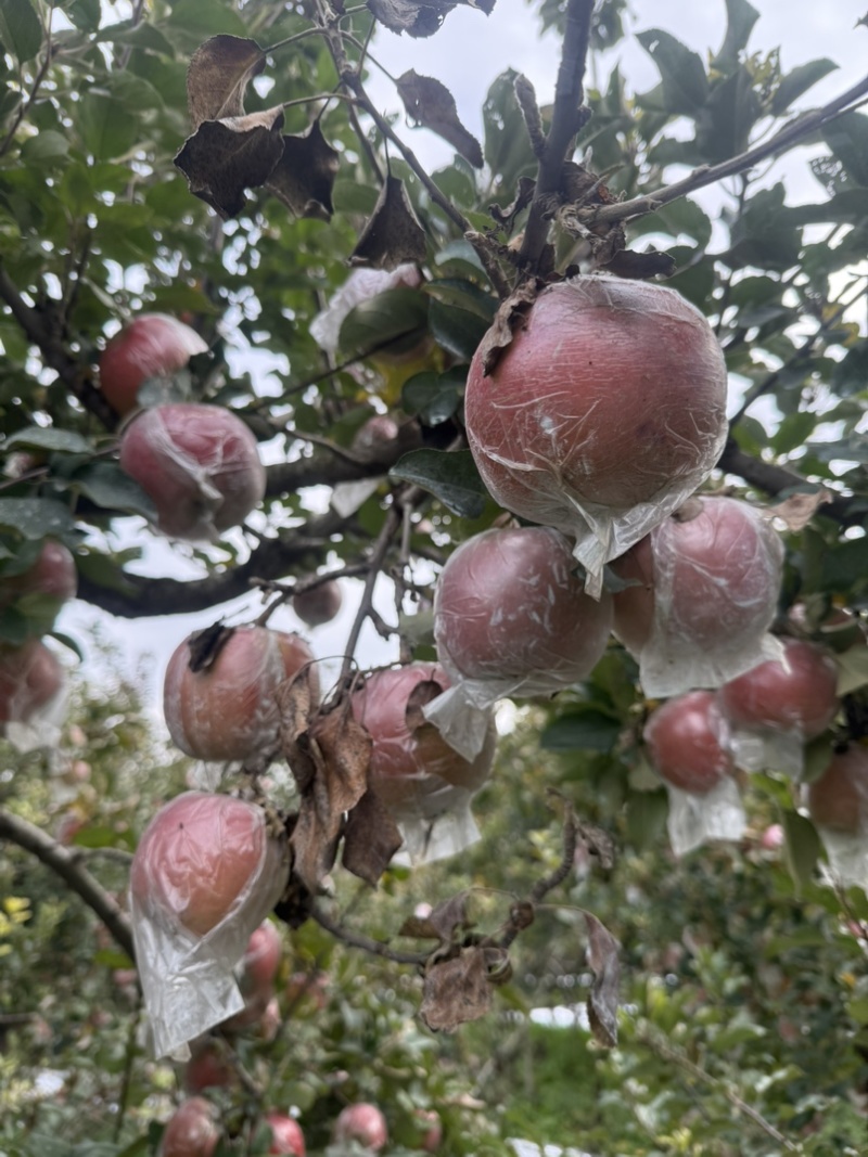 红富士苹黄河故道口感鲜美香甜可口皮薄肉厚