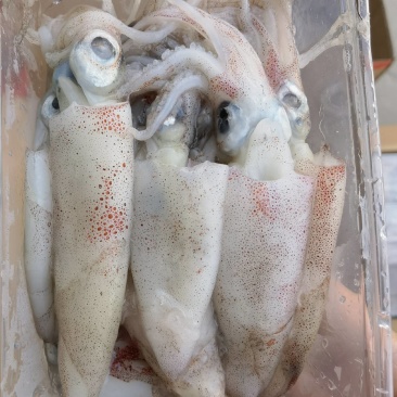 北部湾船冻鱿鱼仔，真正***，口感鲜甜。