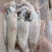 北部湾船冻鱿鱼仔，真正***，口感鲜甜。
