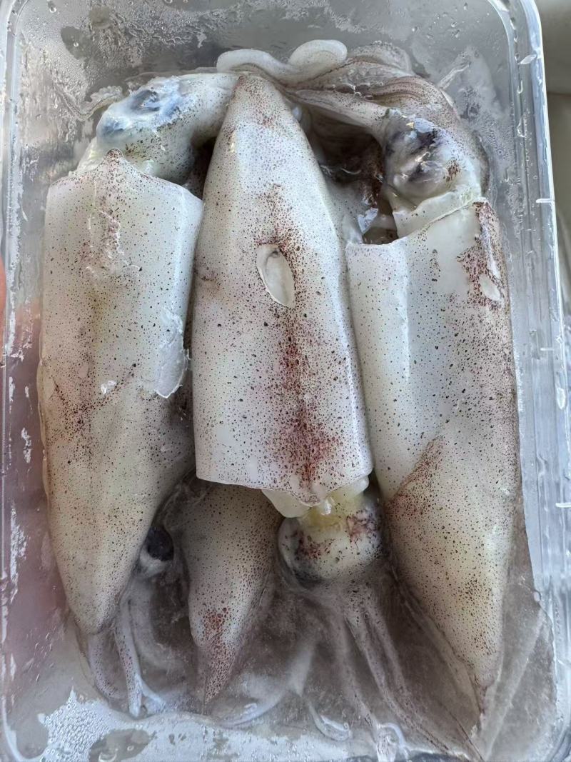 北部湾船冻鱿鱼仔，真正***，口感鲜甜。