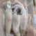 北部湾船冻鱿鱼仔，真正***，口感鲜甜。
