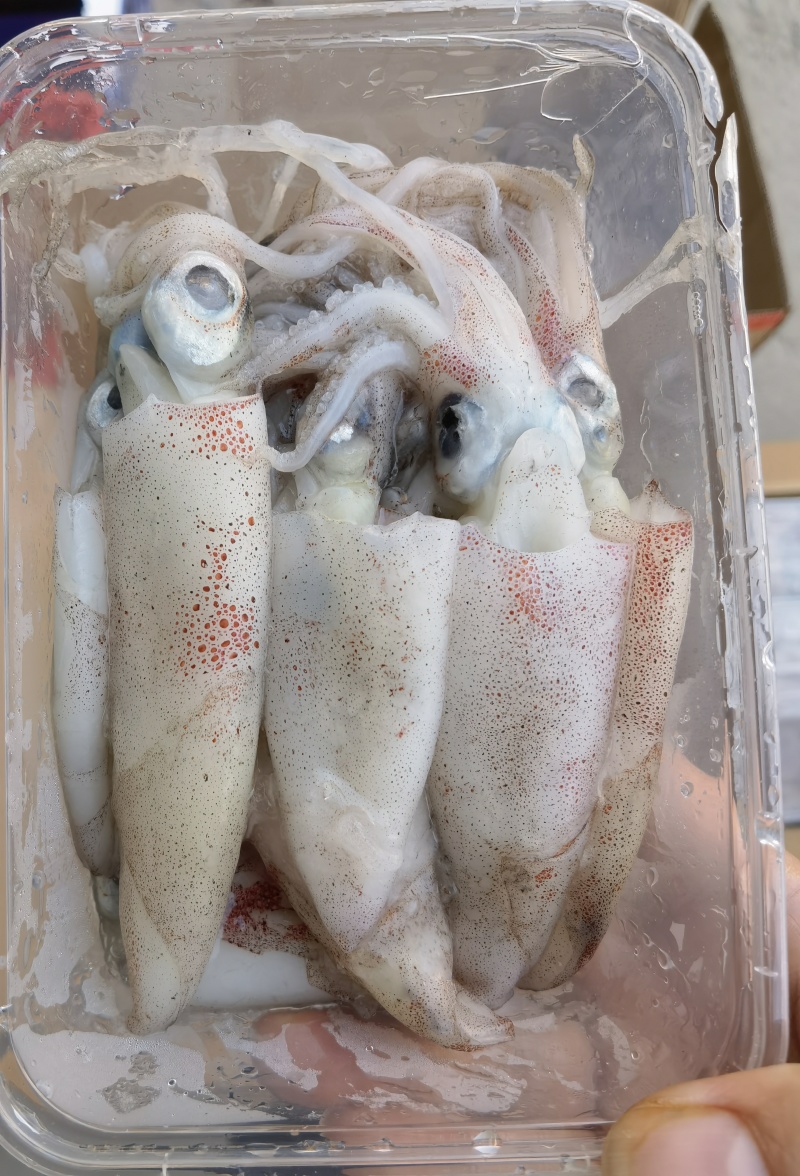 北部湾船冻鱿鱼仔，真正***，口感鲜甜。