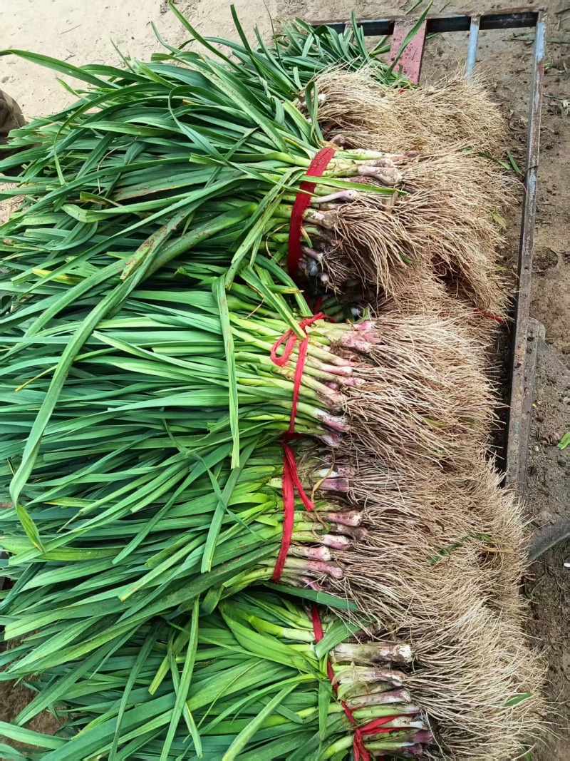 江苏丰县大棚红根蒜苗大量上市，大落价