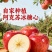 阿克苏冰糖心苹果