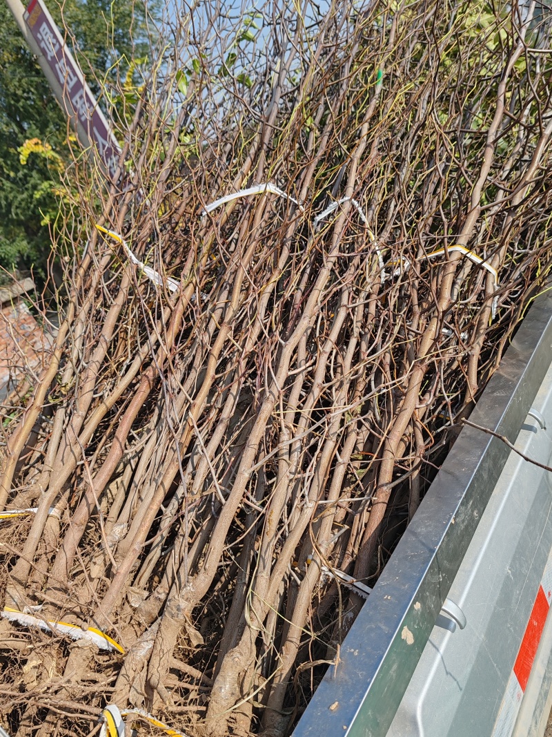 冬枣大雪枣蟠枣枣树苗南北栽植品种优质种苗