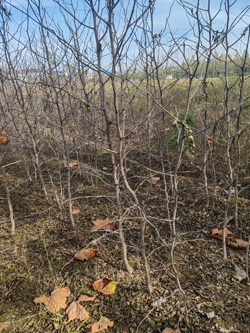 冬枣大雪枣蟠枣枣树苗南北栽植品种优质种苗