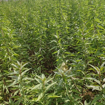 巴旦木树苗1公分以上06以上坚果苗优质种苗