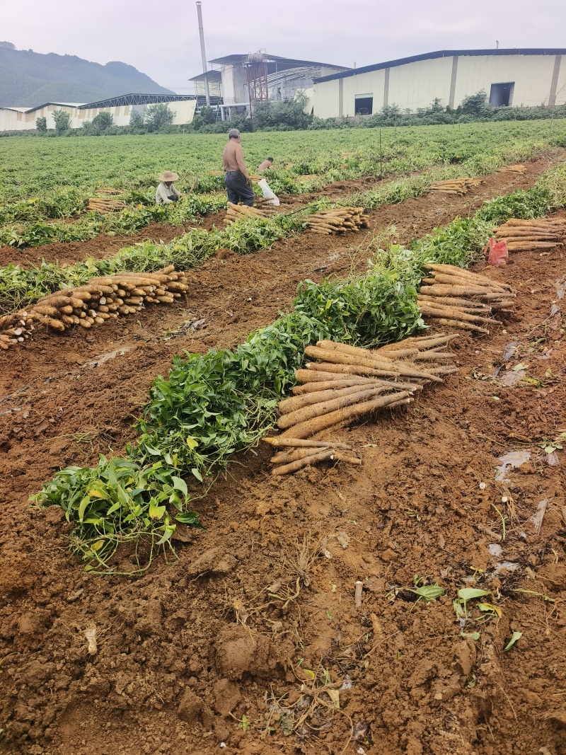 白鬼山药大量上市欢迎来️️电来人实地参观