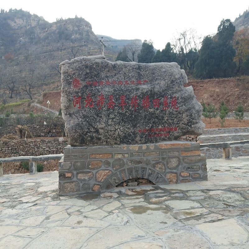 涉县无核黑枣产地直发电商批发商