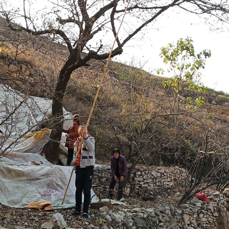 涉县无核黑枣产地直发电商批发商