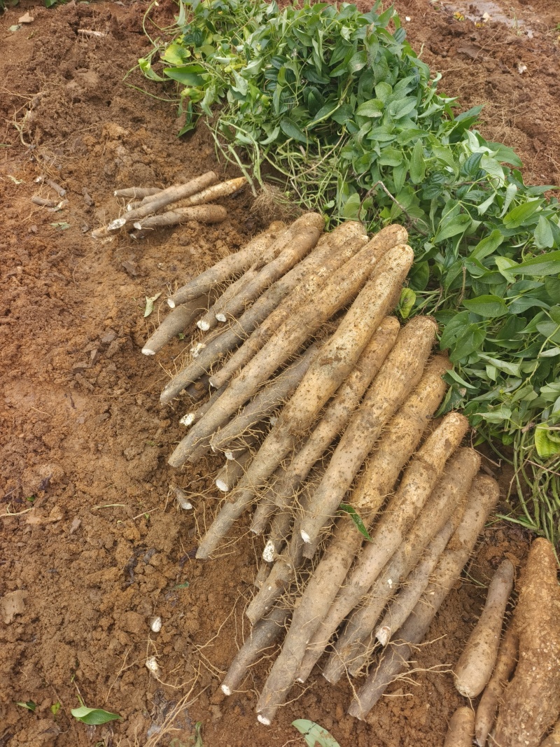 白鬼山药大量上市欢迎来️️电来人实地参观