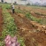 白鬼山药大量上市欢迎来️️电来人实地参观