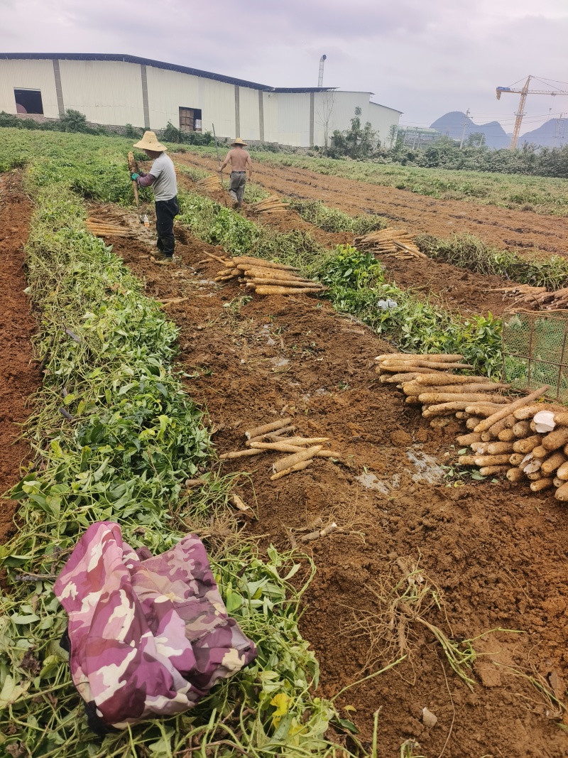 白鬼山药大量上市欢迎来️️电来人实地参观