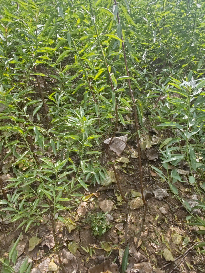 巴旦木树苗1公分以上06以上坚果苗优质种苗