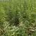 巴旦木树苗1公分以上06以上坚果苗优质种苗