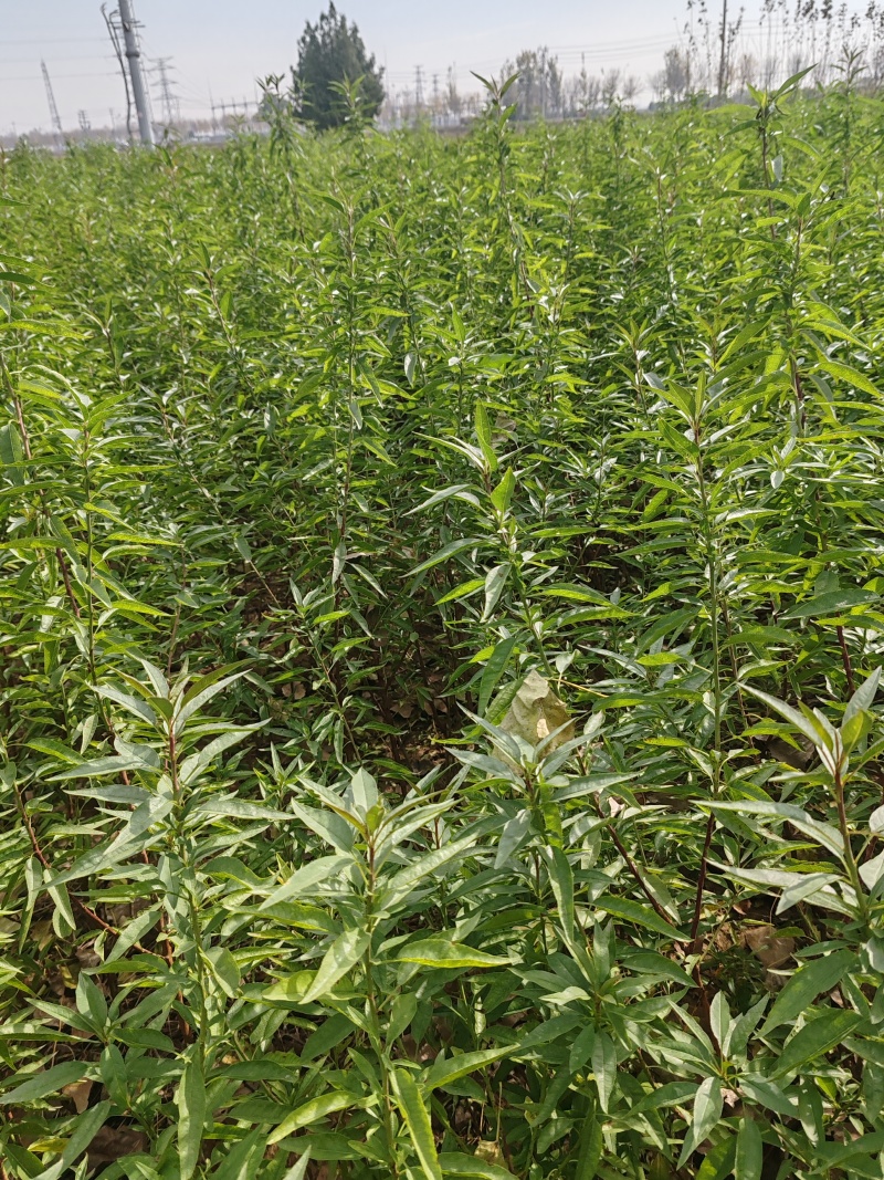 巴旦木树苗1公分以上06以上坚果苗优质种苗