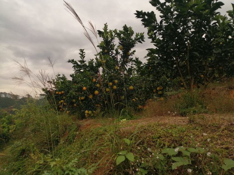 赣南脐橙一手货源基地直发量大从优诚信经营