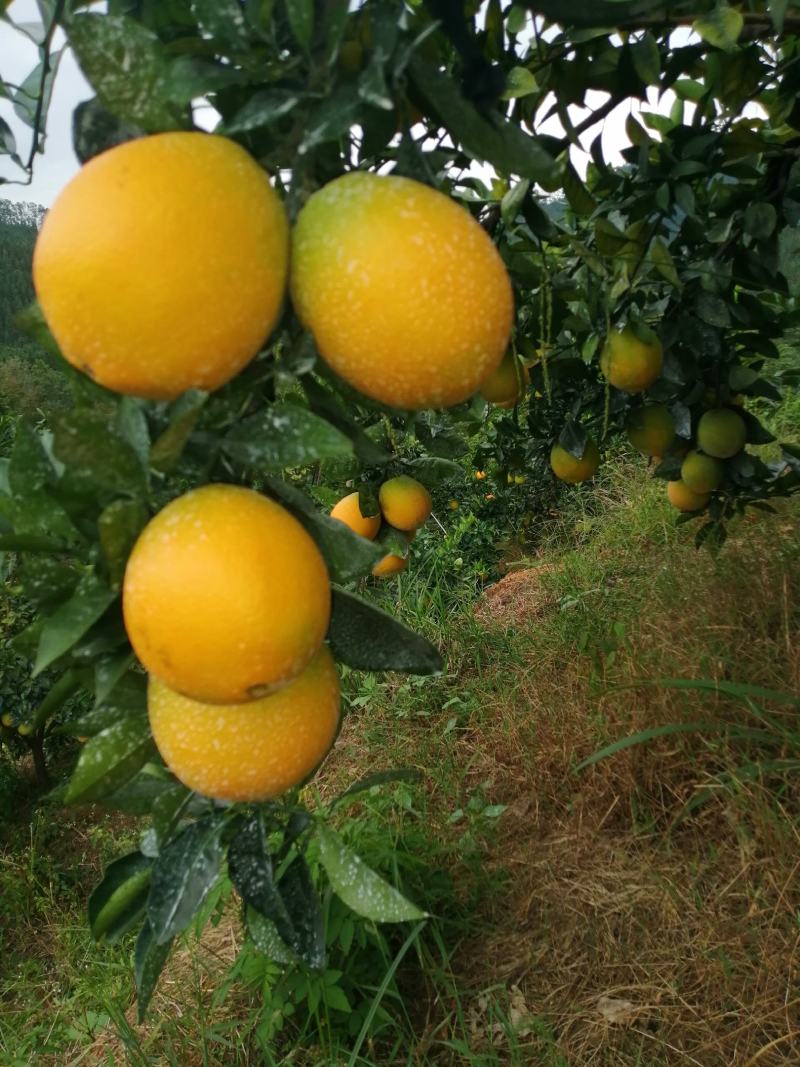赣南脐橙一手货源基地直发量大从优诚信经营