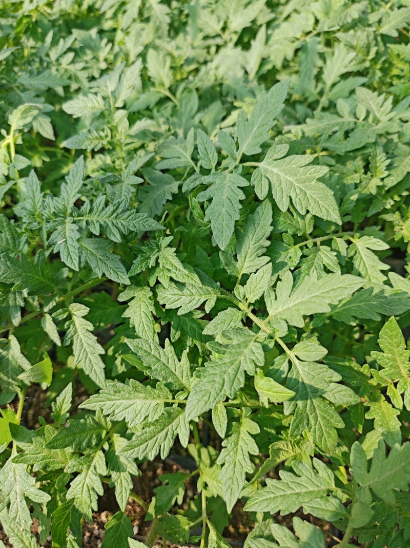 西红柿苗硬粉大果口感好售后保证包邮