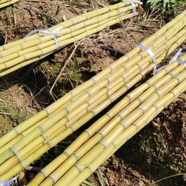 云南黄金甘蔗大量上市中欢迎来电实地考察