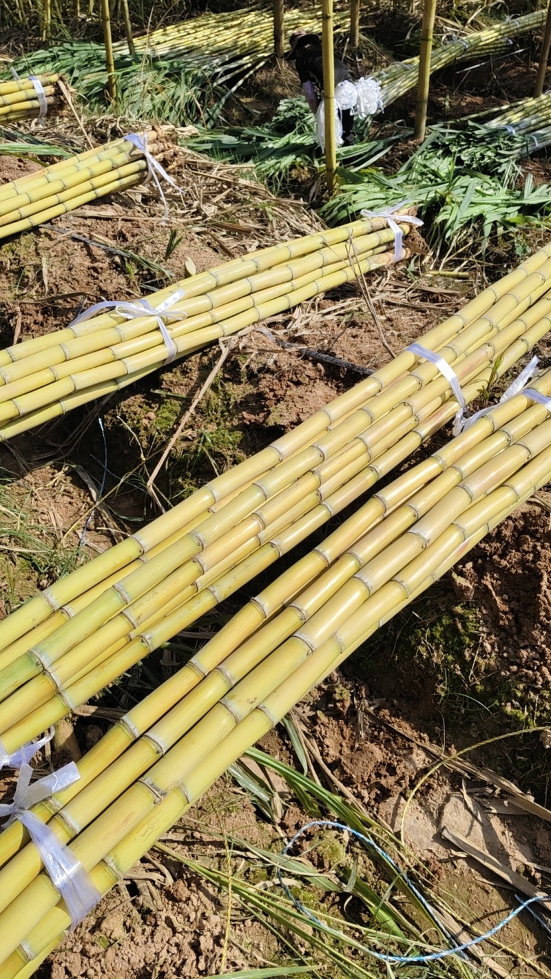云南黄金甘蔗大量上市中欢迎来电实地考察