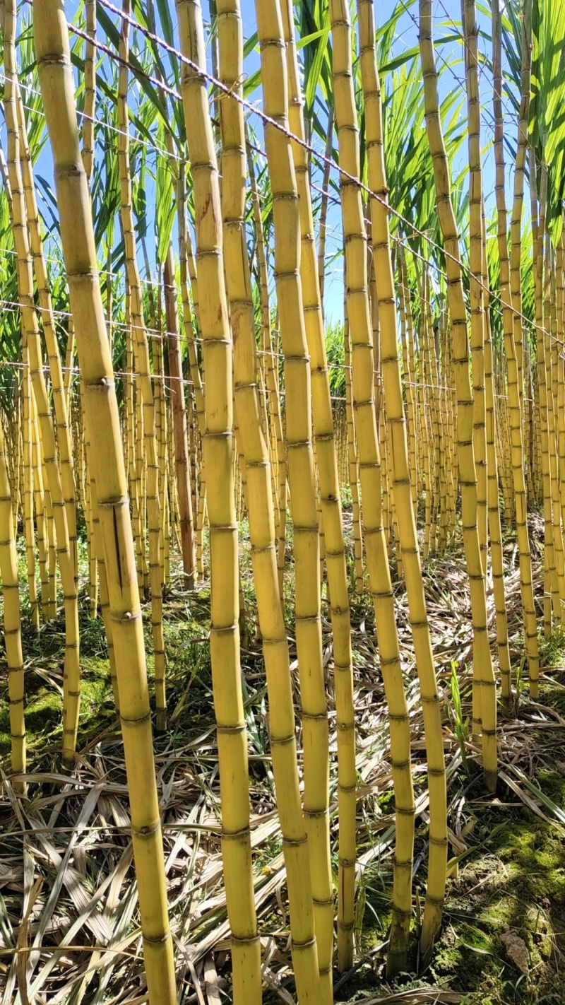 云南黄金甘蔗大量上市中欢迎来电实地考察