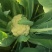 菜花