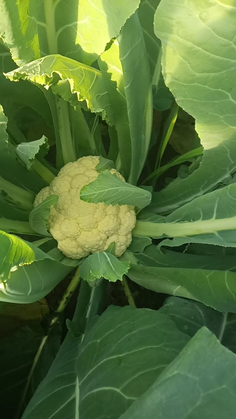 菜花