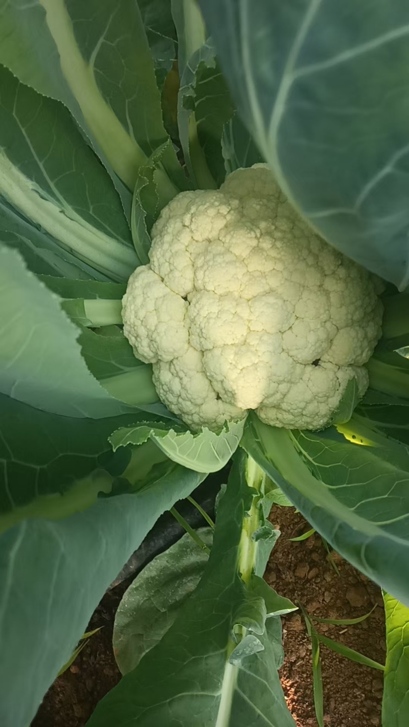 菜花