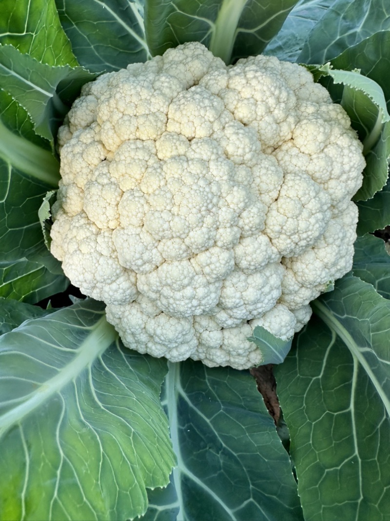 菜花