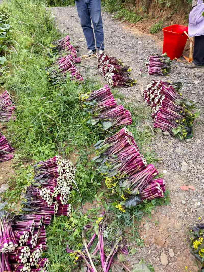 贵州高山红菜苔