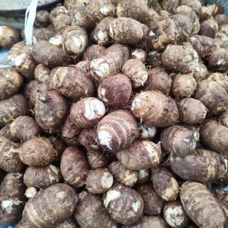 山东芋头豆包芋头8520芋头货源充足产地直发