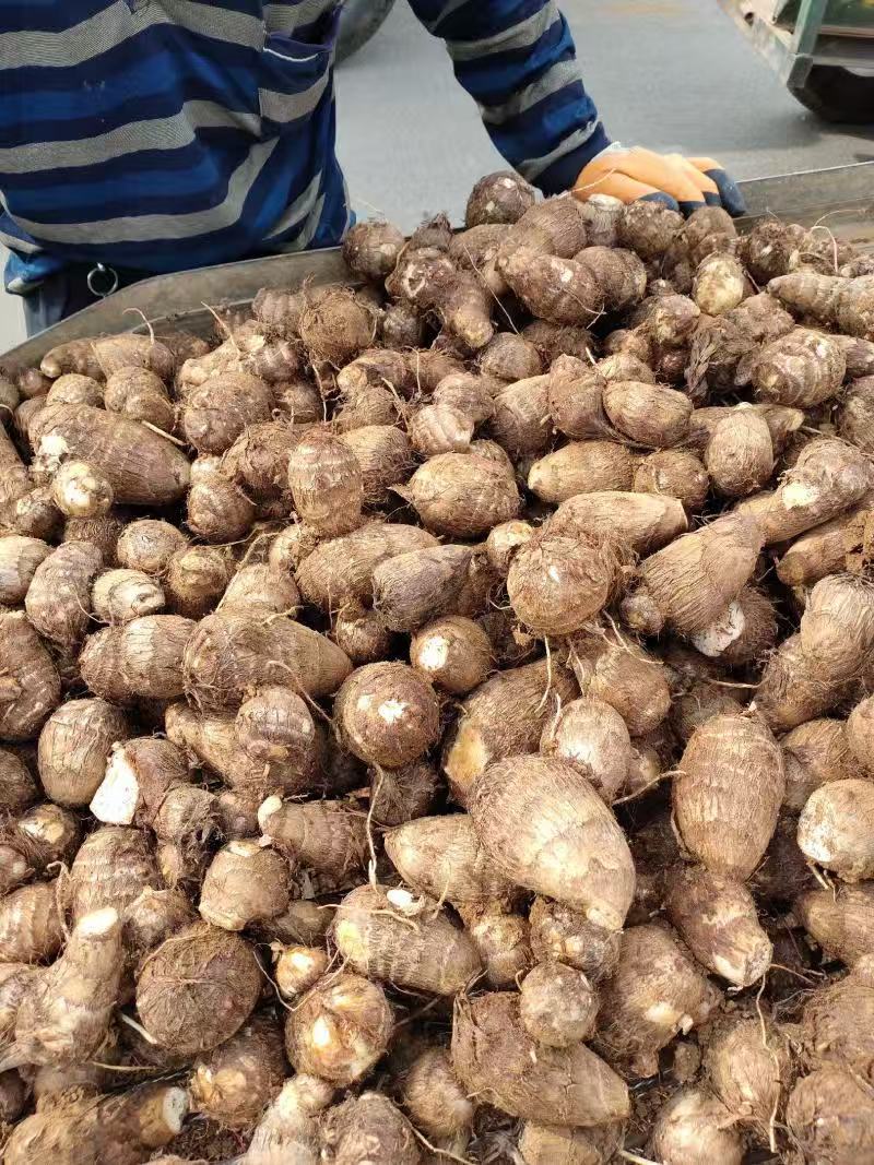 山东芋头豆包芋头8520芋头货源充足产地直发