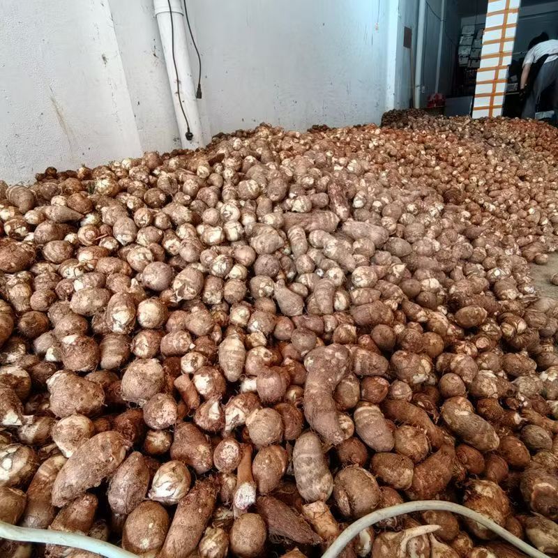 山东芋头豆包芋头8520芋头货源充足产地直发